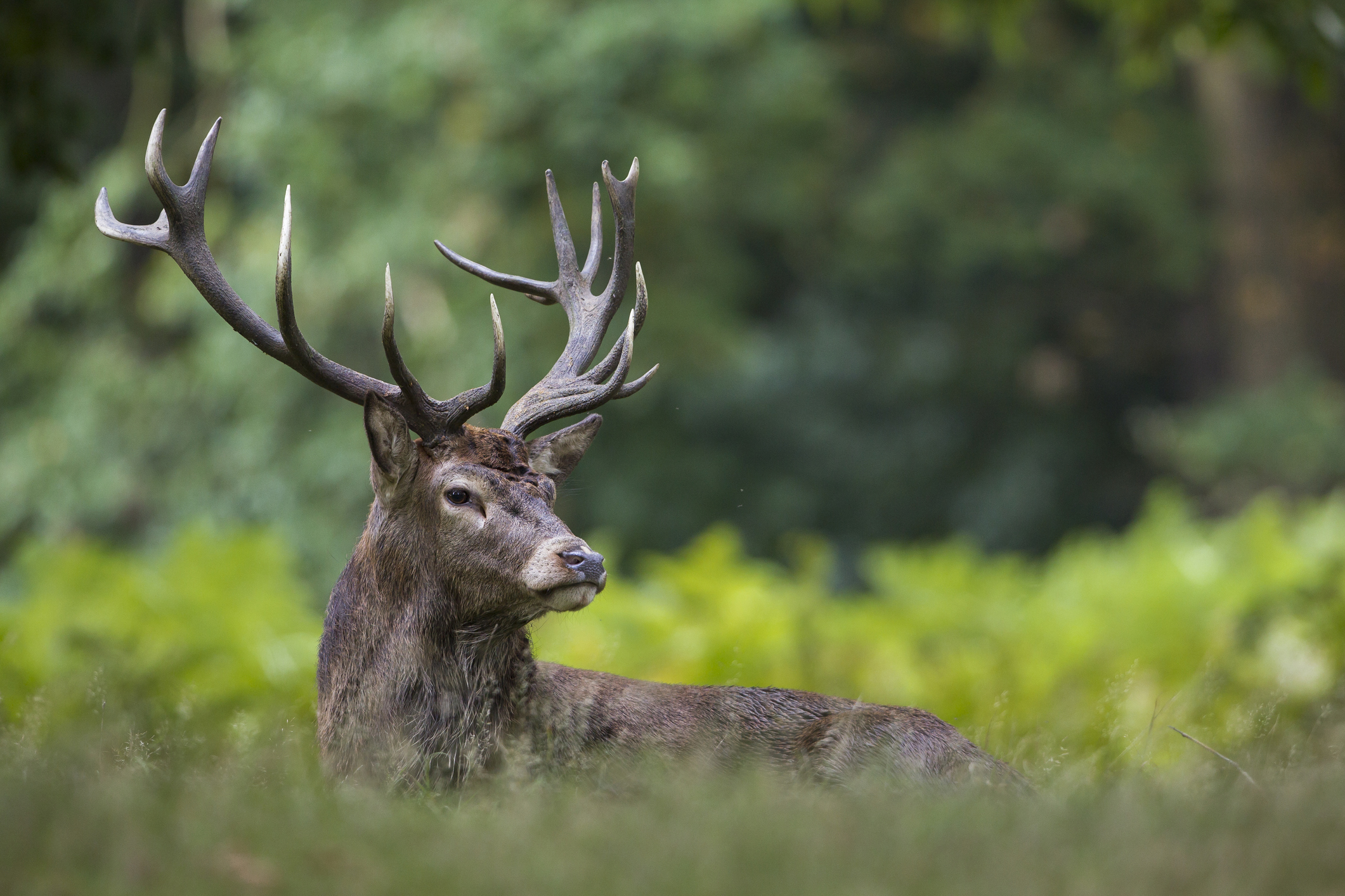 https://www.wildfutter-wurm.at/wp/wp-content/uploads/Wildfutter-Familie-Wurm-Futter-für-Wildtiere-aus-Leonding-in-Oberösterreich3-e1566036312654.jpg