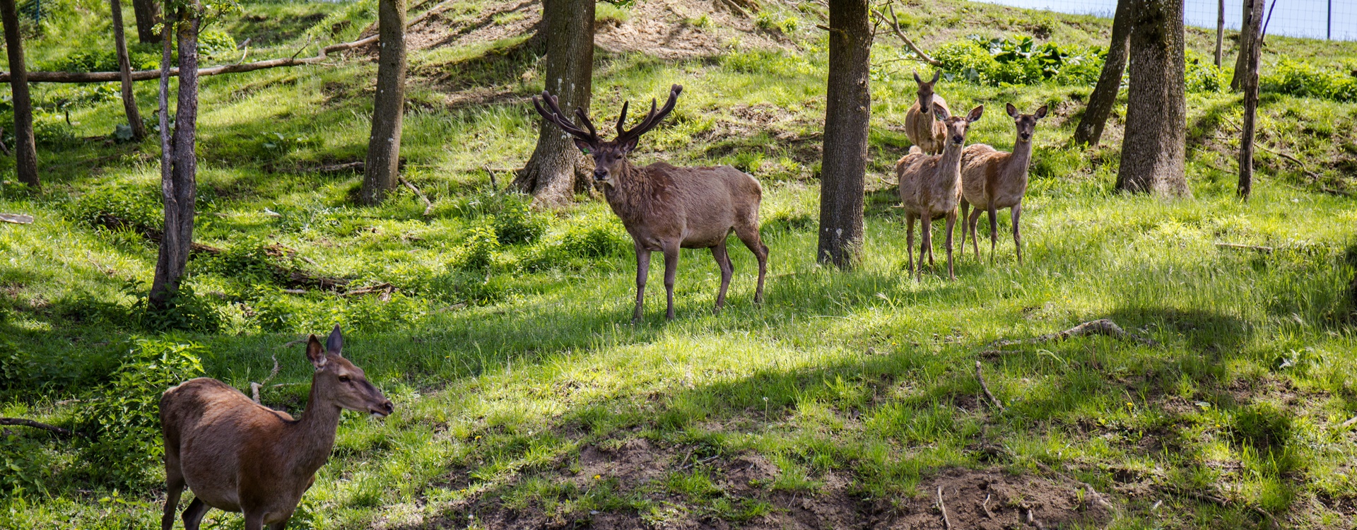 Wildfutter - Familie Wurm